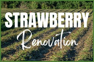 Strawberry Renovation